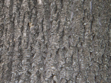ユリノキの樹皮(百合の木)