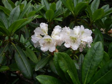 ハクサンシャクナゲ(白山石楠花)