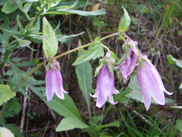 入笠湿原 ヤマホタルブクロ 山蛍袋 お花の簡易データベース 植物写真集