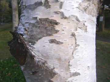 シラカバの樹皮(白樺)