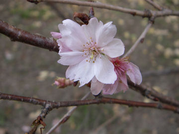 ジュウガツザクラ(十月桜)