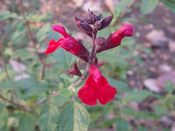 アキノベニバナサルビア(秋の紅花サルビア)
