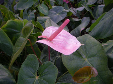 オオベニウチワ(大紅団扇)のピンク花