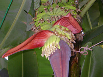 バナナの実と花