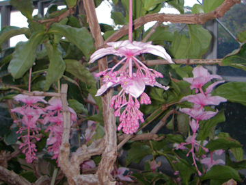 メディニラ・マグニフィカの花