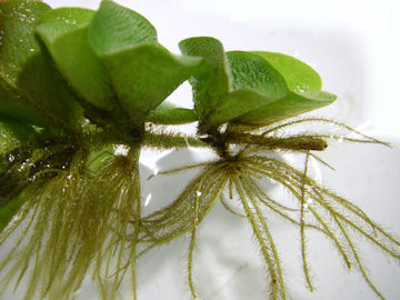関東の平野部 オオサンショウモの根 大山椒藻 お花の簡易データベース 植物写真集