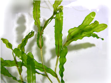 関東の平野部 エビモ 海老藻 お花の簡易データベース 植物写真集