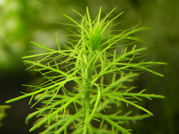 タチモの沈水形化(立藻)