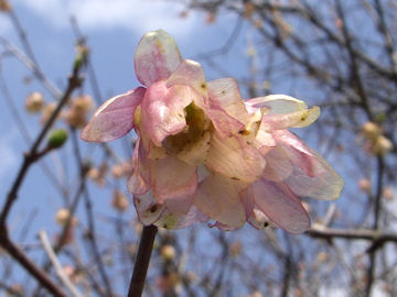 お花の簡易データベース 植物写真集 ロウバイ科アーカイブ
