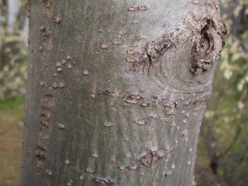 カレンボクの樹皮(旱蓮木)