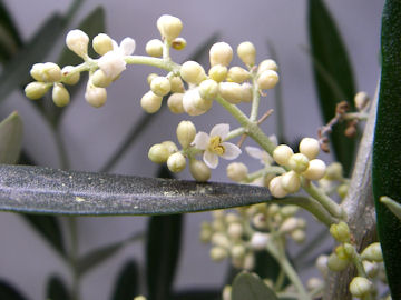 オリーブ，シプレッシーノの花