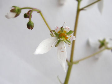 ユキノシタの花(雪の下)